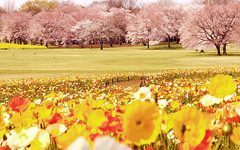 Nature, Flowers, Trees, Tulips, Field HD wallpaper