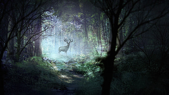 Art, Shine, Light, Forest, Wildlife, Deer HD wallpaper