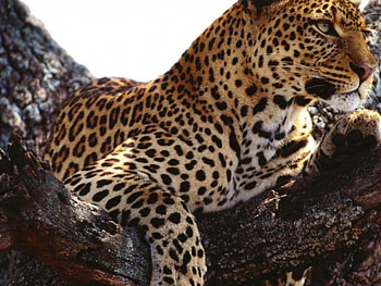 Tiger into a tree, tiger, into, tree HD wallpaper
