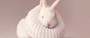Cute bunny, Adorable eyeglasses, Animal love, Wide monitor HD wallpaper