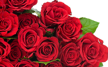 Plants, Flowers, Roses HD wallpaper