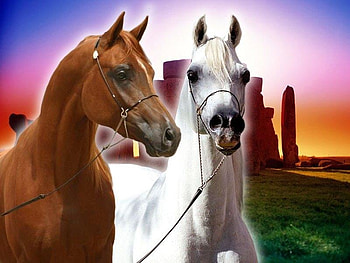 2 Horses, nature, ponies, arabians, canyon HD wallpaper