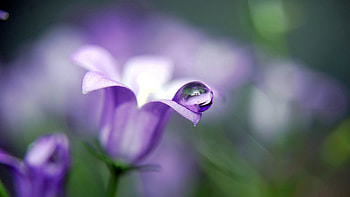 Flower, Plant, Macro, Petals, Drop, Bell HD wallpaper