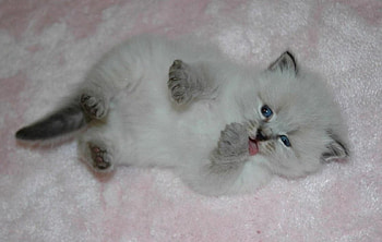 Kitten, cats, kitties HD wallpaper