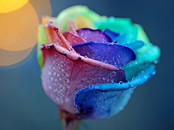 Plants, Flowers, Roses HD wallpaper