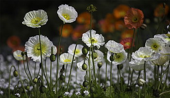 White Poppy, , Background , Graceful blossom HD wallpaper