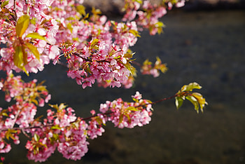 Flowers, Pink, Bloom, Flowering, Garden HD wallpaper