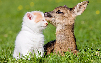 Deer and kitten, Pets HD wallpaper