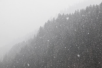 Winter, Nature, Snow, Forest, Bw, Chb, Snowstorm HD wallpaper