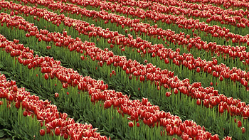 Flowers, Tulips, Greens, Field, Rows, Ranks HD wallpaper
