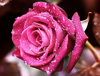 Pink rose, pink, nature, flowers, roses HD wallpaper