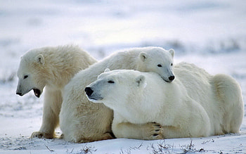 Animals, Snow, Bear, Family, Care, Polar Bear HD wallpaper