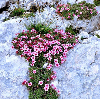 Flowering in mountain rock, color, expression, , new HD wallpaper
