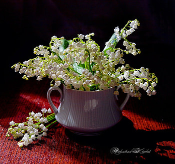 Still Life ღ, white, graphy, lily of the valley, flowers, spring, harmony HD wallpaper