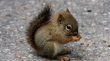 Squirrel, Baby Animal HD wallpaper