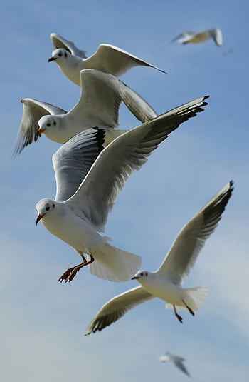 A flock of seagulls gracefully flying against a clear blue sky, showcasing their wingspan. HD phone wallpaper