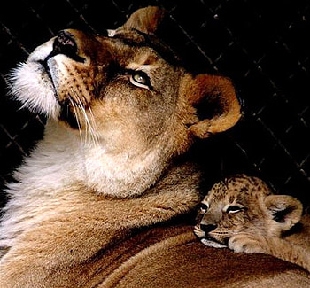 Safe and warm, animal, safety, cub, love, caring, mother, lioness HD wallpaper