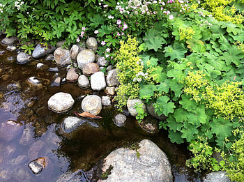 Plants, Nature, Water, Stones HD wallpaper