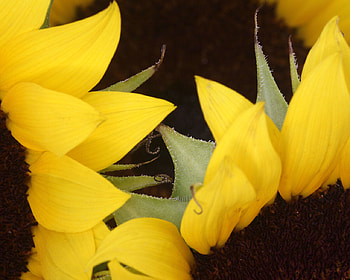 Sunflower, yellow, nature, flovers, sun HD wallpaper