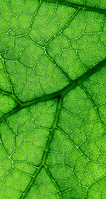 Veins close up, Green leaf, Samsung Galaxy S8 HD phone wallpaper