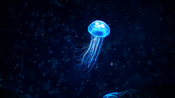 Glowing, Jellyfish HD wallpaper