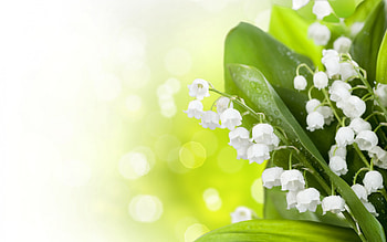 Plants, Flowers, Lily Of The Valley HD wallpaper