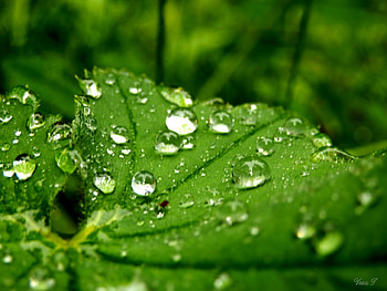 Droplets, leaves, rain, green HD wallpaper