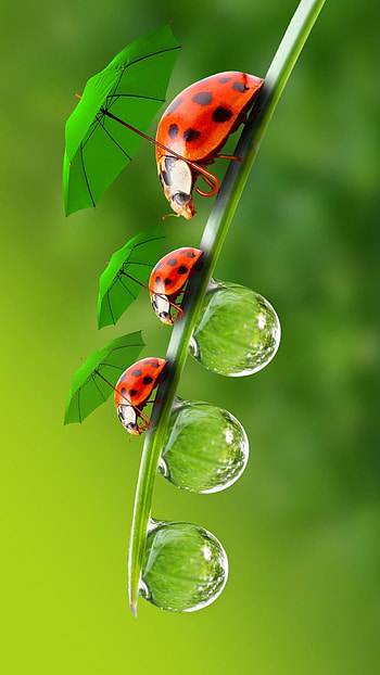 Beetle, Beetle animal , Animal, Posted HD phone wallpaper