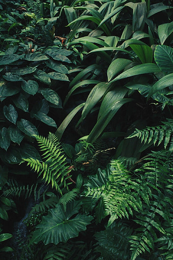 Rainforest plants , Greenery abundance, Exotic flora, Nature's marvels HD phone wallpaper