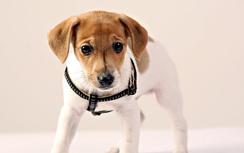 Animals, Dogs HD wallpaper