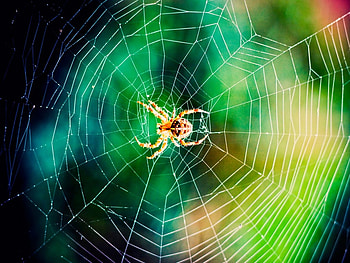 rainbow spider, spider, cobweb, rainbow, animals HD wallpaper