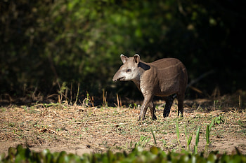 Tapir , Collection, Tapir, Background HD wallpaper