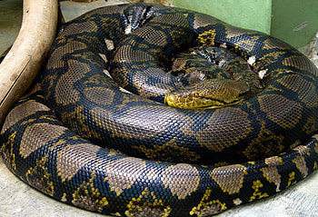 Anaconda, , Ethan Cunningham HD wallpaper