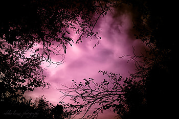 Lovers sky, pink, clouds, branches, trees, view, sky HD wallpaper
