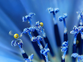 Plants, Flowers, Background HD wallpaper