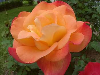 Rio Samba Rose, rose, pink, orange, petals HD wallpaper