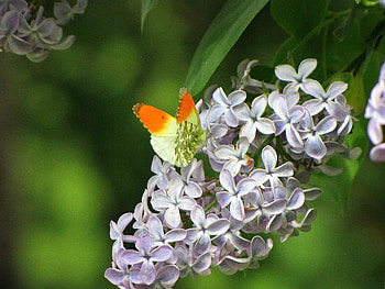 Butterfly on lilac, moment, summer, green, evening HD wallpaper