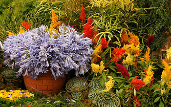 Plants, Flowers HD wallpaper