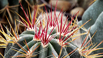 Flowers, Flower, Cactus, Thorns, Prickles HD wallpaper