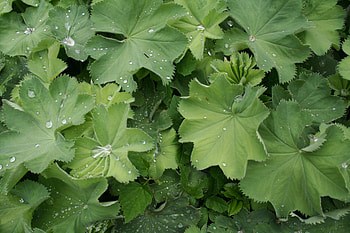 Plants, Nature, Leaves, Texture HD wallpaper