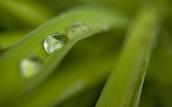 Grass, Drops, Macro, Blur, Smooth, Dew HD wallpaper
