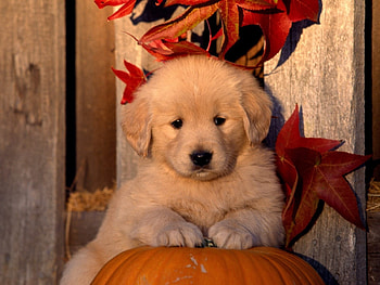 Animals, Dogs HD wallpaper