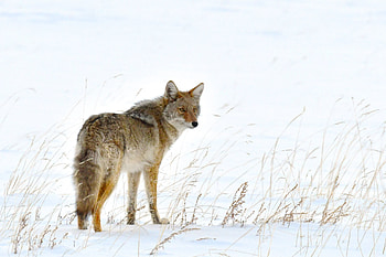 Animals, Snow, Fox, Fluffy, Predator, Animal HD wallpaper