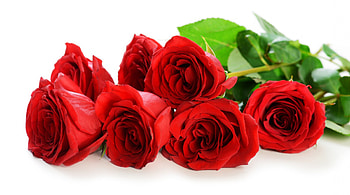 Roses, rose, petals, with love, red roses, nature, flowers HD wallpaper