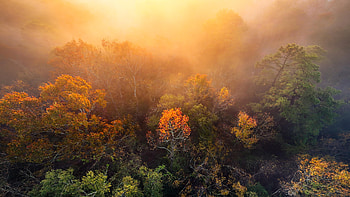 Foggy Morning Houston Trees, fog, nature, trees, tree HD wallpaper