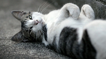 Animals, Cat, To Lie Down, Lie, Muzzle, Eyes, Bw, Chb HD wallpaper