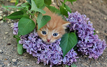 Cat, kitten, sweet, kitty, cats, cute, beautiful, paws, beauty, cat face, pretty, animals, face, lovely, hat HD wallpaper