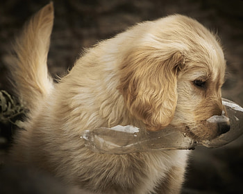 Dog, sweet, animal, dogs, cute, beautiful, puppys, puppy, pretty, animals, lovely HD wallpaper