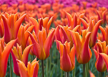 Beautiful tulips, magic, field, beautiful, flowers, wonderful, tulips, beauty HD wallpaper