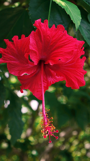 Hibiscus, Red, Hibiscus Red HD phone wallpaper
